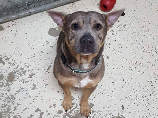 Adoptable Dogs In Cedar Rapids Iowa Adoptable Dogs In Cedar Rapids Iowa